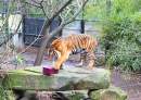 Adelaide Zoo marks International Tiger Day 2023