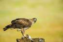 Huawei partners with international conservation union to study impact of tourism on eagle ecosysytem