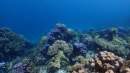 Pimalai resort supports leading coral scientist and Mu Ko Lanta National Park in monitoring coral reef health