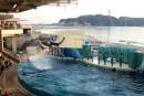 Japanese aquariums quit industry body over Taiji cove dolphin ban