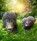 Birth of Himalayan Black Bear Cubs at Bali safari park spotlights commitment to wildlife conservation