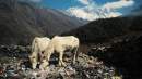 Crowdsourcing used to remove 10,000 kgs of waste from Mount Everest region