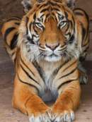 India resumes tiger tourism