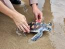Pimalai Resort and Spa helps in releasing 50 endangered sea turtles and millions of crabs