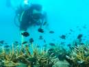 SAii Phi Phi Island Village offers eco-sensitive diving experiences for guests