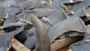 Data discrepancies suggest illegal trade in endangered hammerhead shark fins