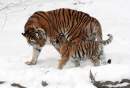 China to create massive national park to protect Siberian Tiger and Amur Leopard