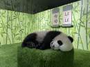 First giant panda cub born in Singapore officially named Le Le
