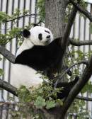 Zoos SA monitor Giant Pandas during annual breeding season