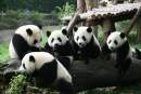 Spotlight on Chengdu for pandas and 31st Summer World University Games